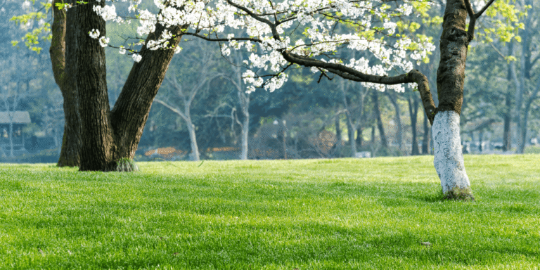 Star Valley Farms | The Sanctuary of Natural Opulence